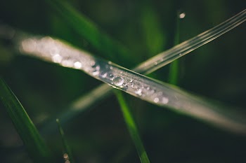 Selective Focus Photograph of Green Grass