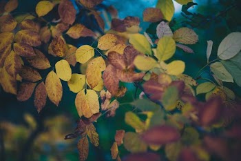 selective focus photograph of green leafed plant