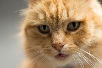 Selective Focus Photograph of Orange Tabby Cat
