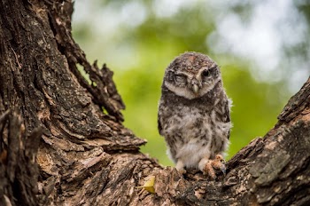Selective-focus Photograph of Owl on Tree