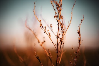 Selective-focus Photograph of Plant