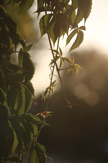 Selective-focus Photograph of Plant