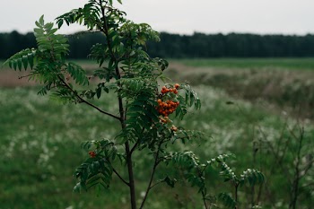 Selective Focus Photograph of Red Cherries