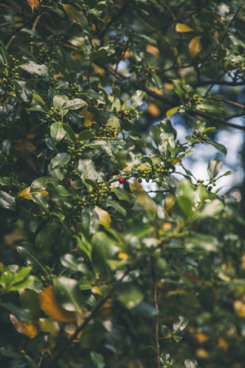 Selective Focus Photograph of Red Fruit