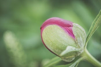 Selective Focus Photograph of Red Rose