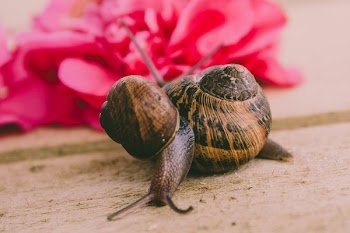 Selective Focus Photograph of Snail