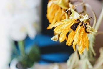 Selective-focus Photograph of Yellow Flower