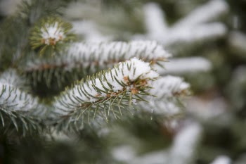 Selective Focus Photographed of Green Leaf Plant With Snows