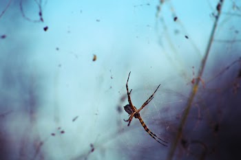Selective Focus Photography Brown and Black Spider
