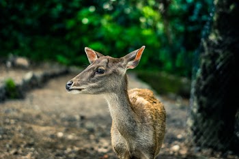 Selective Focus Photography Brown Doe