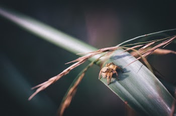 Selective Focus Photography Brown Jumping Spider on Grass