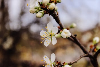 Selective Focus Photography Cherry Blossom Flowers