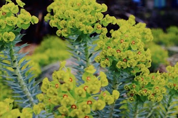 Selective Focus Photography Green Euphorbia Milii Flowers