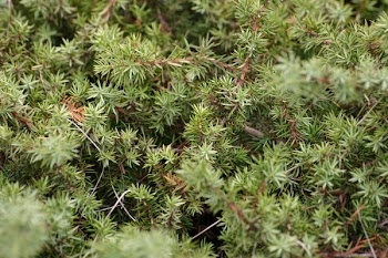 Selective Focus Photography Green Fern Plant
