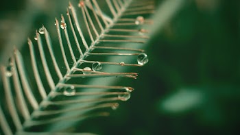 Selective Focus Photography Green Leaf Plant