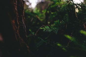 selective focus photography green pine tree leaf