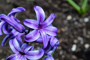 Selective Focus Photography Larkspur's Flower