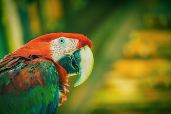Selective Focus Photography Of A Bird