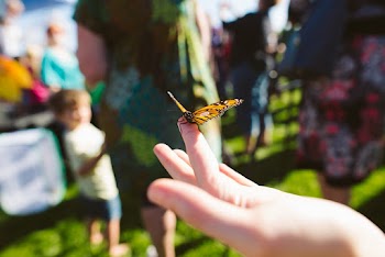 Selective Focus Photography of a Butterfly Perching on Human Finger