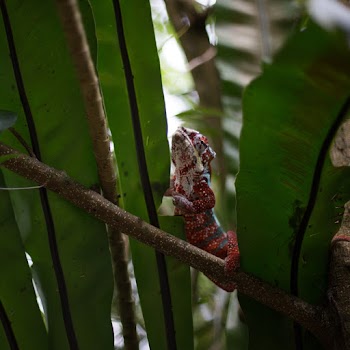 Selective focus photography of a chameleon on a tree branch