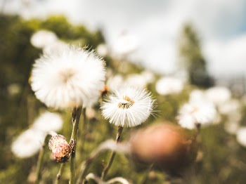 Selective Focus Photography of a Dandelion