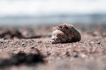 Selective Focus Photography of a Sea Shell