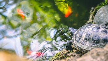 Selective Focus Photography of a Turtle