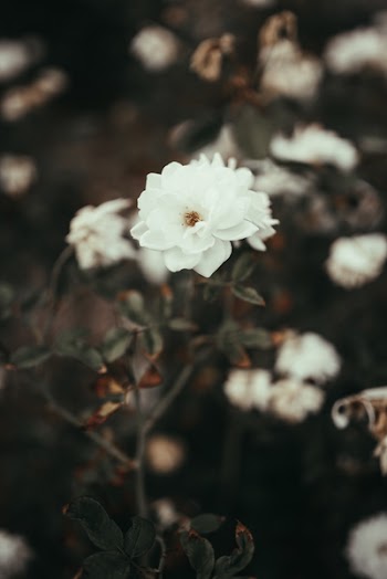 Selective Focus Photography of a White Rose