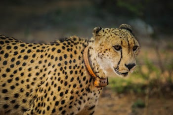 Selective Focus Photography of Adult Leopard