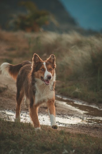 Selective Focus Photography of Adult Long-coated Dog Running on Grass