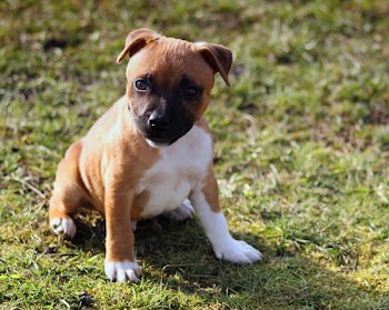 Selective Focus Photography of American Pit Bull Terrier Puppy Sitting on Grass Field