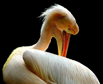 Selective Focus Photography of American White Pelican