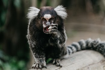 Selective Focus Photography Of Animal