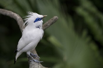 Selective Focus Photography of Bali Myna Perching on Branch