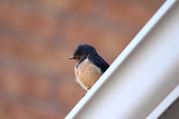 Selective Focus Photography of Barn Swallow