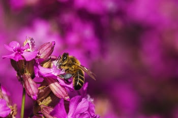Selective Focus Photography of Bee Collecting Pollen from Flower