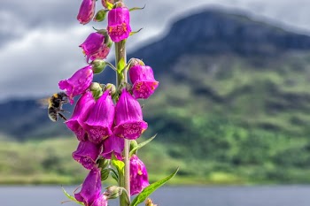Selective Focus Photography of Bee on Pink Petaled Flowers