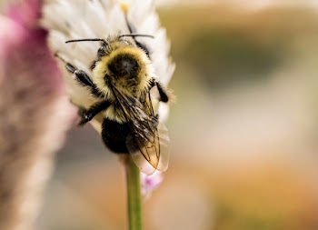 Selective-focus Photography of Bee on Top of Flower