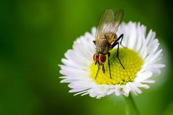 Selective Focus Photography of Bee on White Flower