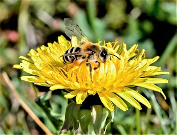 Selective Focus Photography of Bee on Yellow Petaled Flower