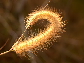 Selective Focus Photography of Beige Fountain Grass