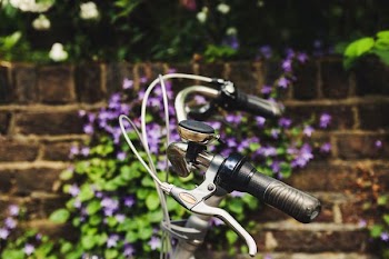 selective focus photography of bicycle brake near purple petaled flowers