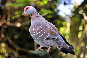 Selective Focus Photography Of Bird