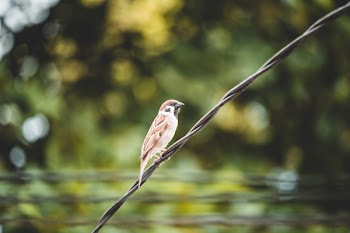 Selective Focus Photography Of Bird