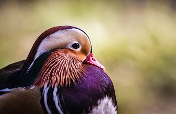 Selective Focus Photography of Bird