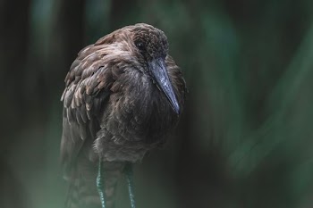 selective focus photography of bird