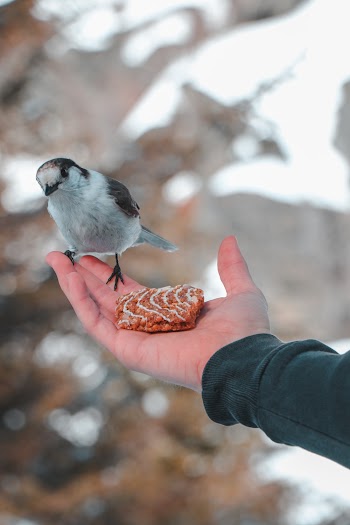 Selective Focus Photography of Bird Perching on Human Hand