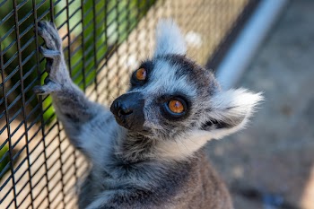Selective Focus Photography of Black and Brown Lemur