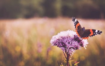 selective focus photography of black and red butterfly perched on purple flower