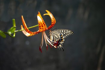 Selective Focus Photography of Black and White Butterfly on Flower
